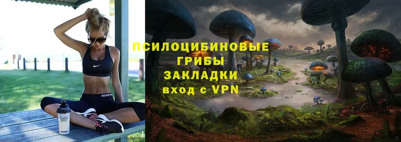 Псилоцибиновые грибы Psilocybe  Химки 